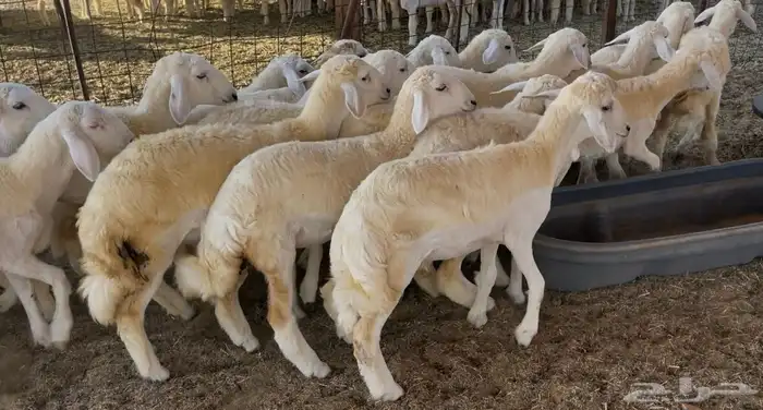 رخال كفو مراح واحد. تم البيع 8