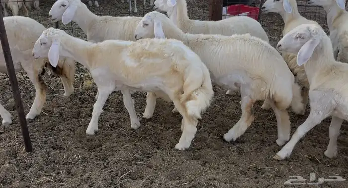 رخال كفو مراح واحد. تم البيع 3