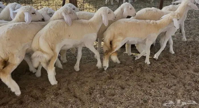 رخال كفو مراح واحد. تم البيع 9