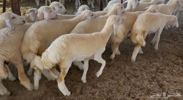 رخال كفو مراح واحد. تم البيع 1