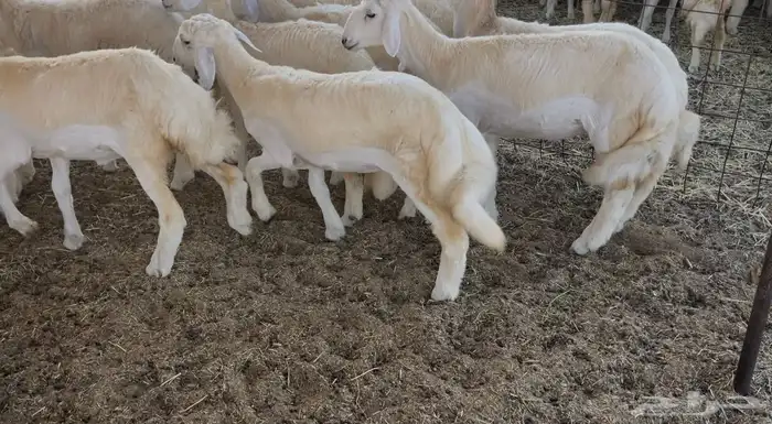 رخال كفو مراح واحد. تم البيع 12