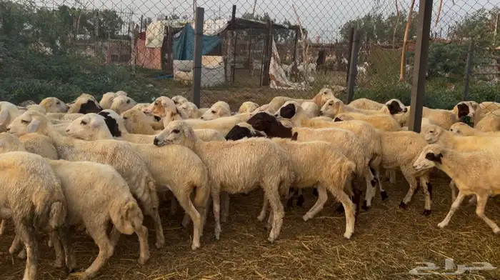 رخال رفيدي من 680 1