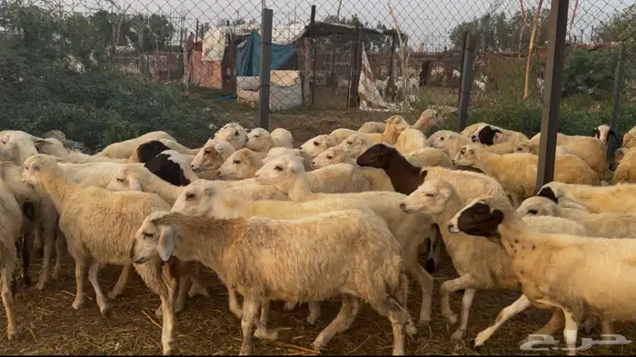 رخال رفيدي من 680 2