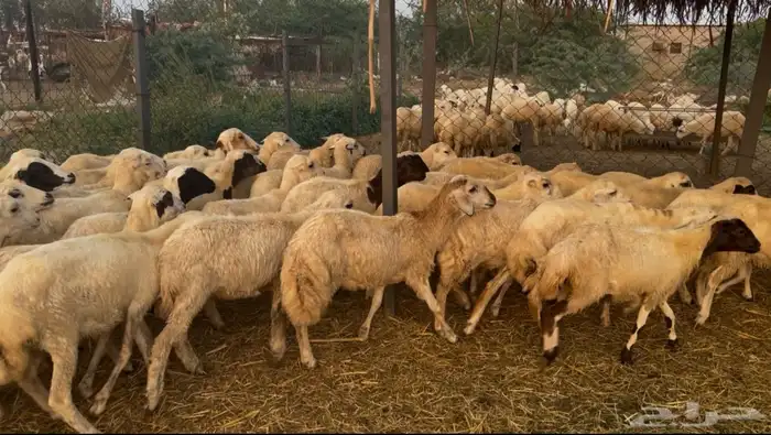 رخال رفيدي من 680 0