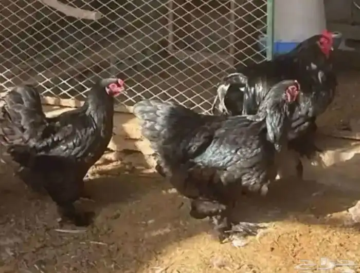 تصفيه براهما كولمبي مستوى توب 0