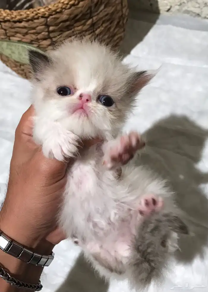 للحجز كتن بيكي فيس هملايا 950 مع كامل اغراضه 0