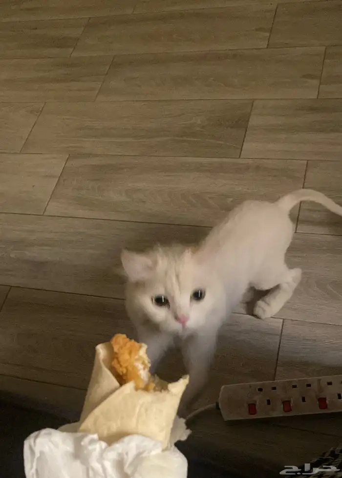 قطه انثى سليمه للتبني في ابها وماجاورها 3