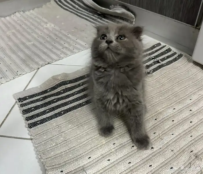 كيتن للبيع 3