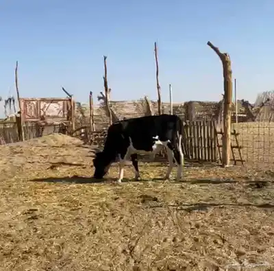 ثور عمره سنه ونص index