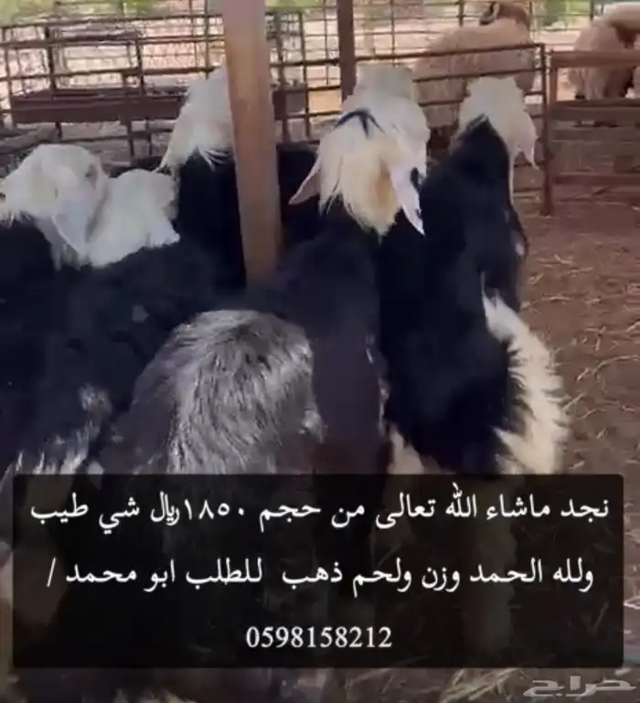 ذبائح بلديه فقط لدينا نعيم وحريات ونجديات موقعنا الدمام 2