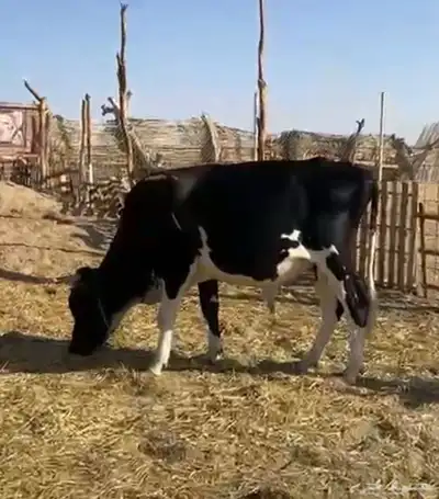 ثور عمره سنه ونص index