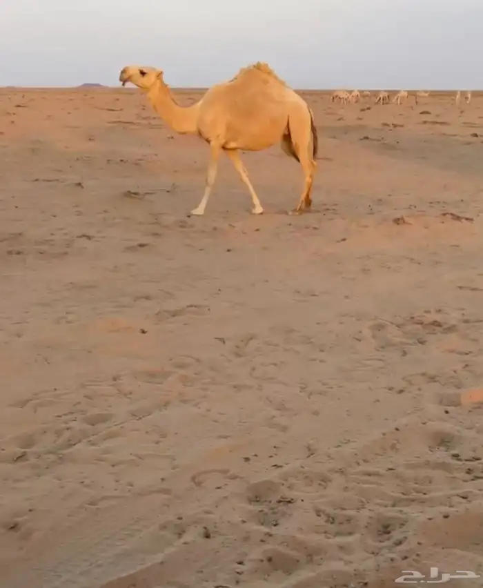 بعير ولد لاهوب المهيلب ومن ابله 2