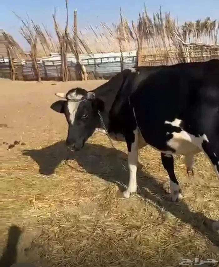 ثور عمره سنه ونص 2