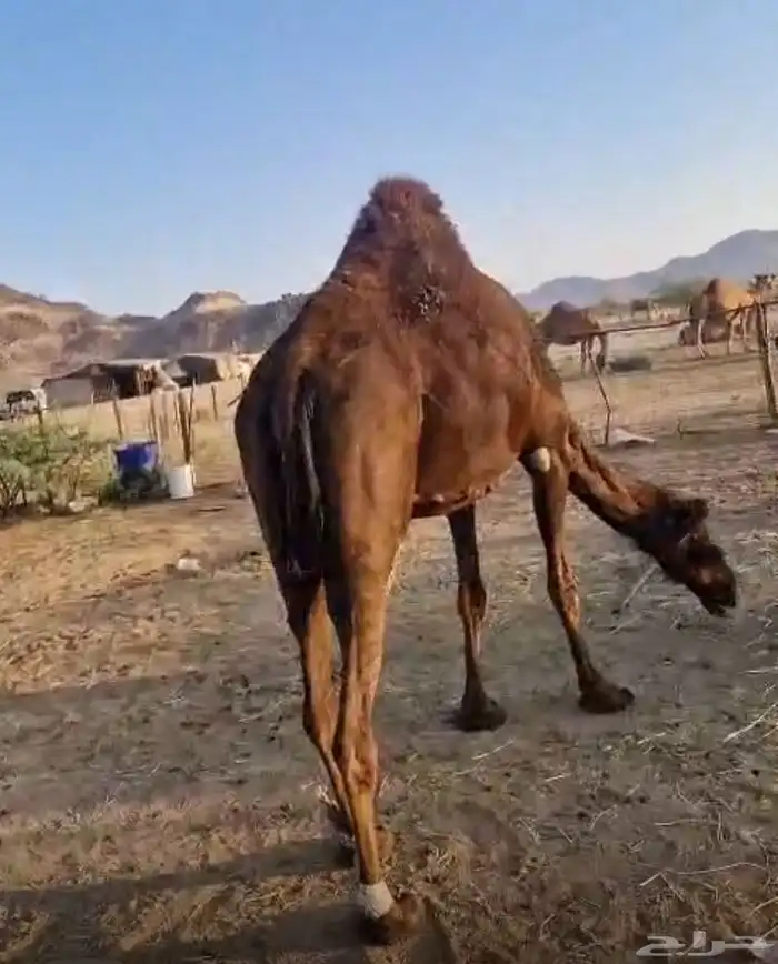 ناقه مموت محهم 2