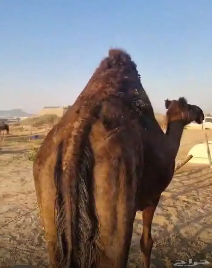 ناقه مموت محهم 0