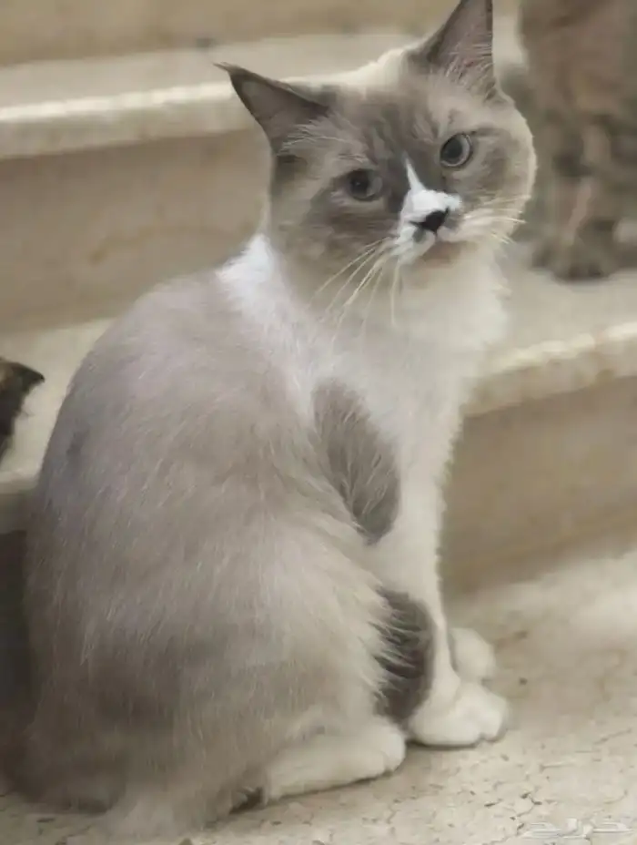 قط هيمالايا للتبني 0