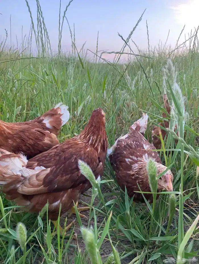 دجاج لهمان براون بياض للبيع 4