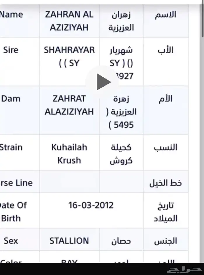 حصان جزيري 2