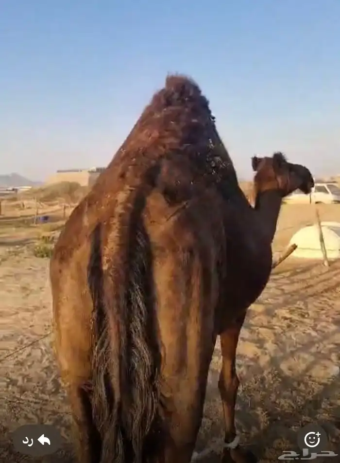 ناقه مموت محهم 3