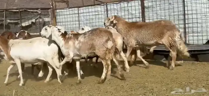 السواكن المراح الفاخر 0