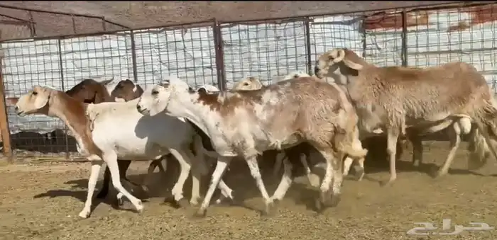 السواكن المراح الفاخر 1