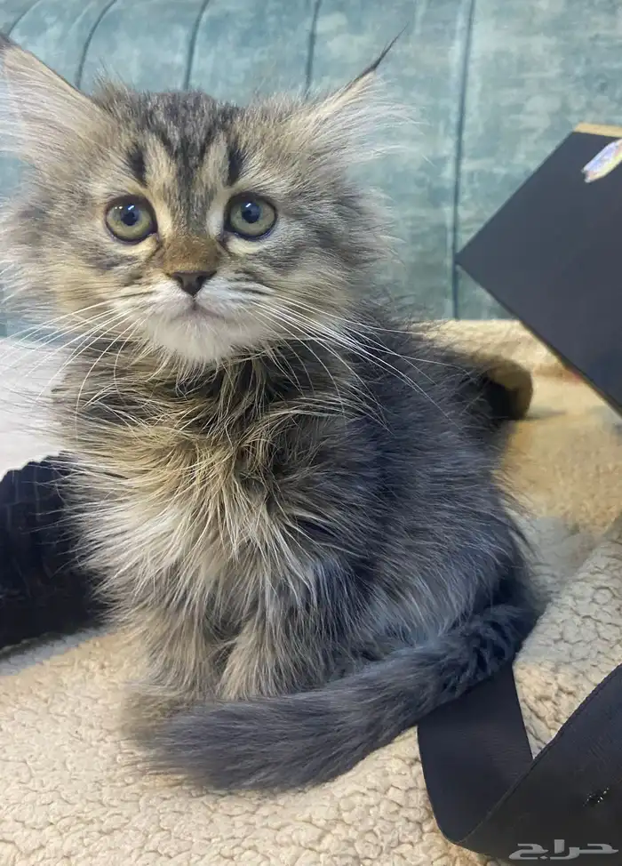 قطط كيتن للبيع 1