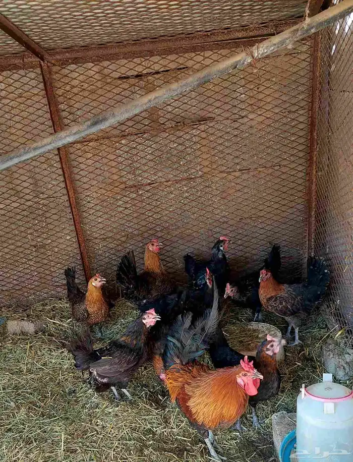 دجاج بلدي بياض 0