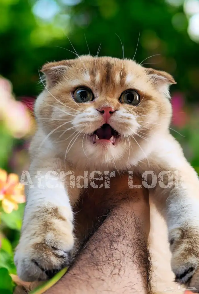 ذكر سكوتش فولد مستوى فاخر للتزاوج 9