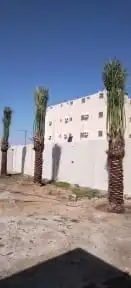 نخل أبو ناصر لتوريد وتركيب جميع انواع انخل المثمر وزينه 6