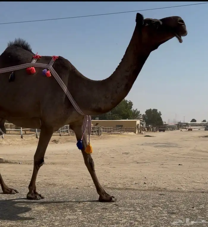 عشراء مجهم ضروبه 0