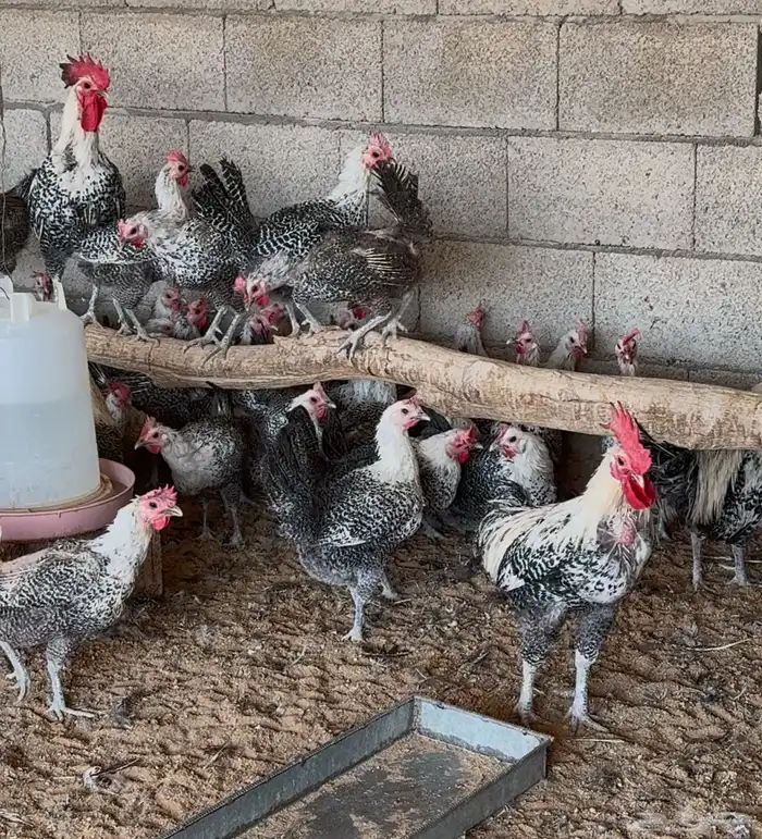 دجاج فيومي شبابي بياض 1