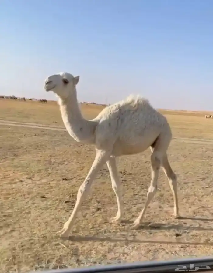 العشرا الوضحا الثنو الكفو 4