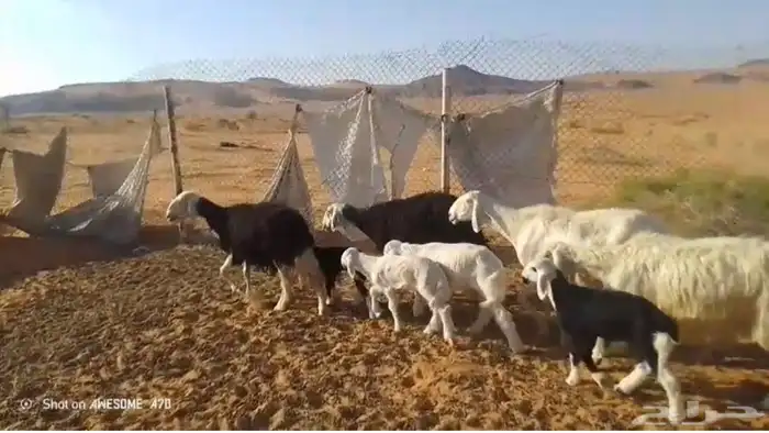 شياه مواليد نجد 0