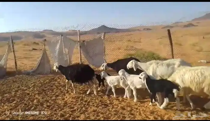 شياه مواليد نجد 1