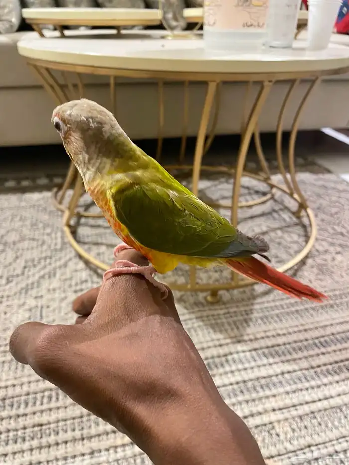 كنيور أنااناس 2