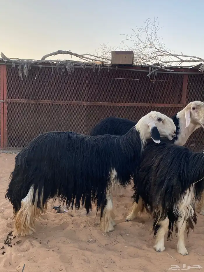 شياه نجد جروم فاخره 4