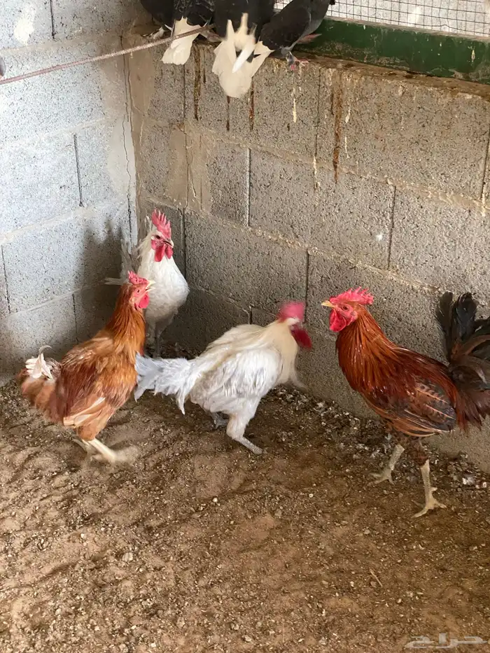 ديوك ودجاج 1