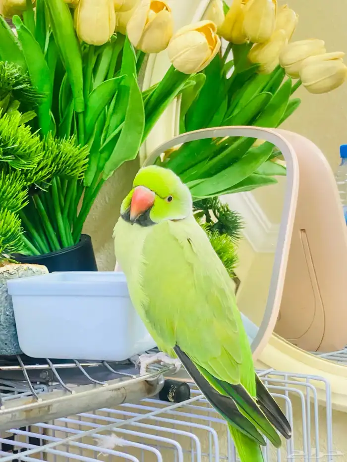 450sr selling my bird this one pure parrot no any problem 5