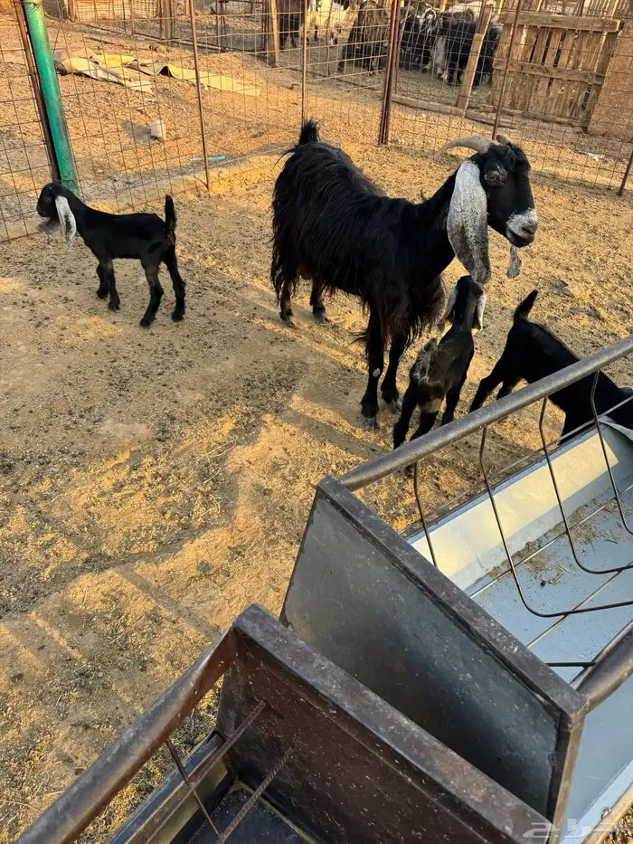 معزاء بعياله 2