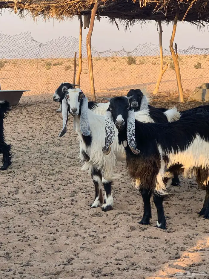 ذبايح عنق تيوس جفار 0