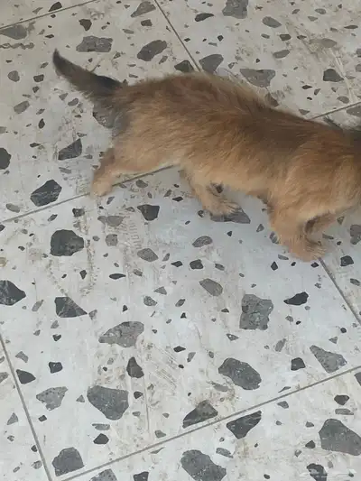 كلب للبيع index