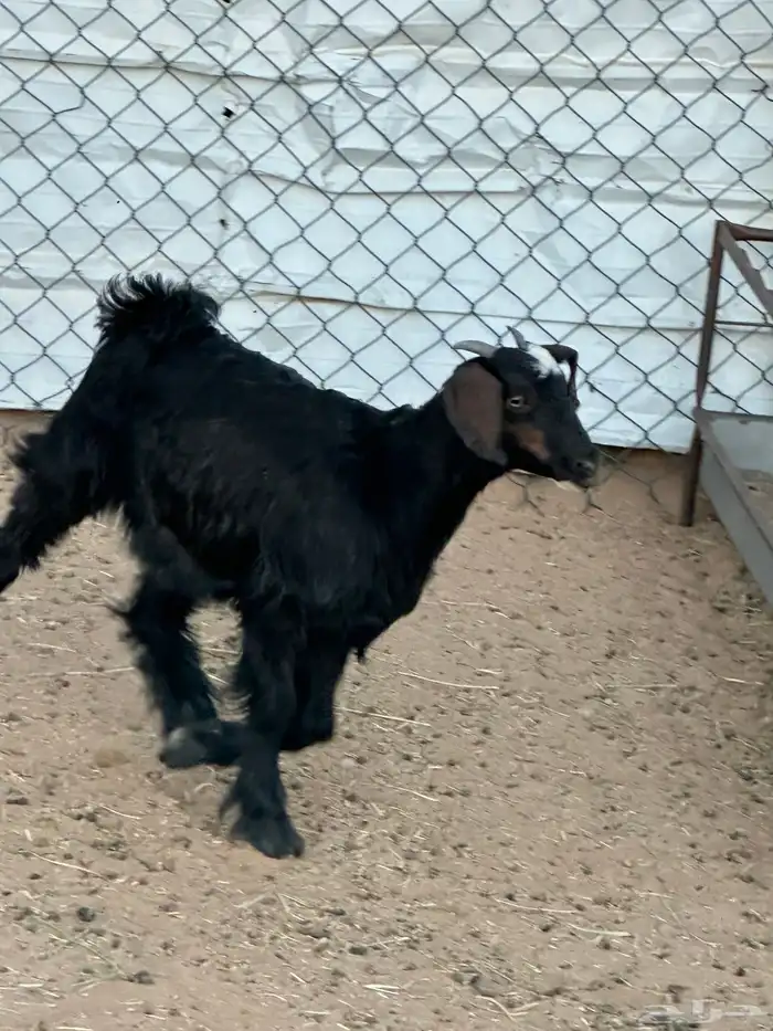 عناق بلديه سمين 2