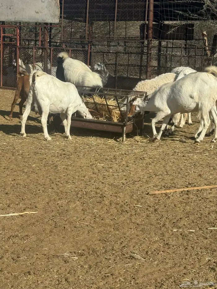 عشرين ماعز دفيع مشروطه ديوس وضحه من الأمراض 0