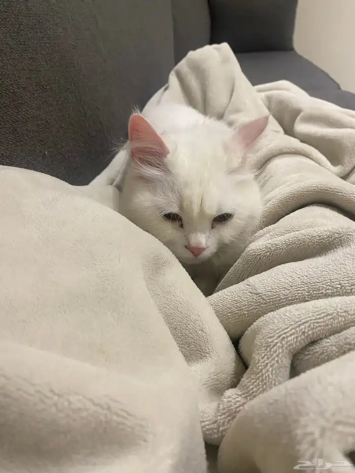 قطه انثى سليمه للتبني في ابها وماجاورها 4