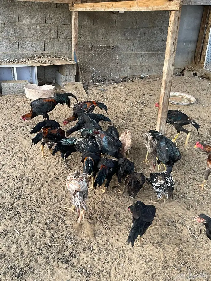 دجاج سندي بيور 26