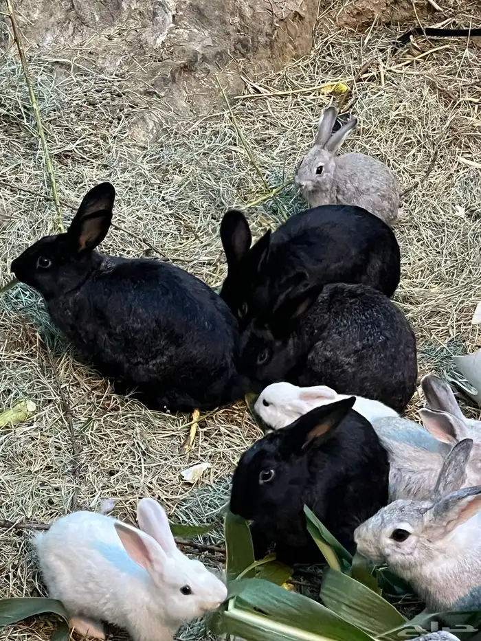 ارانب بلديه منتجه 2