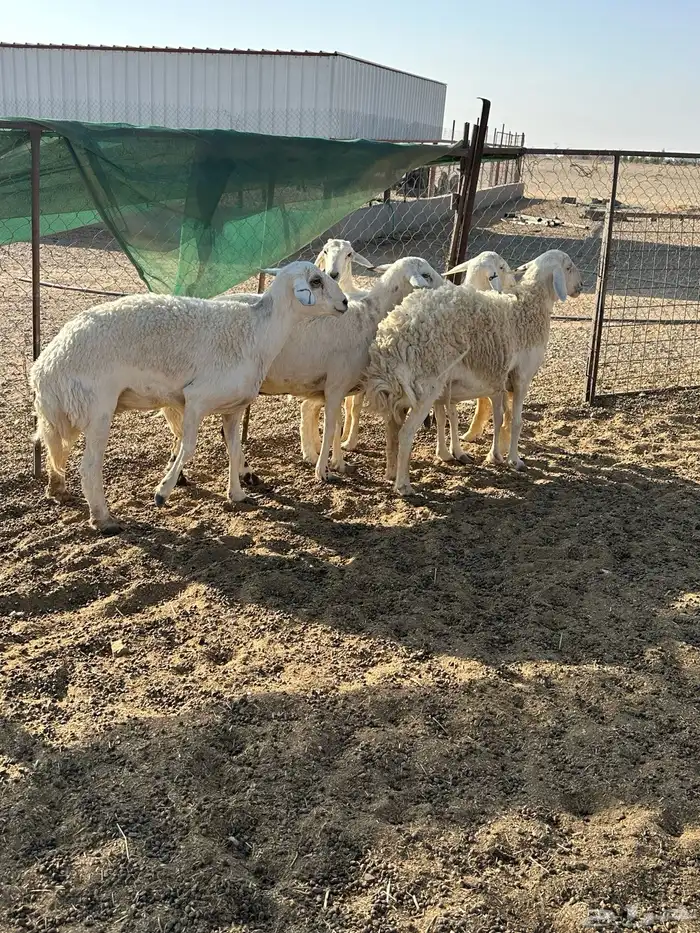 حريات دفيع 3