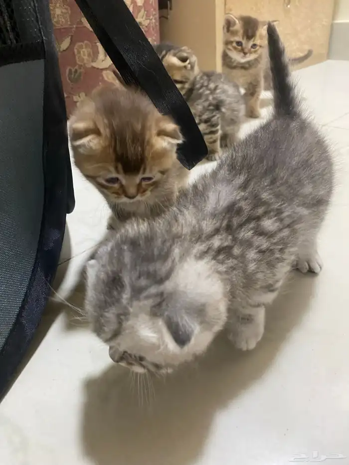 كيتن قطط للبيع 2