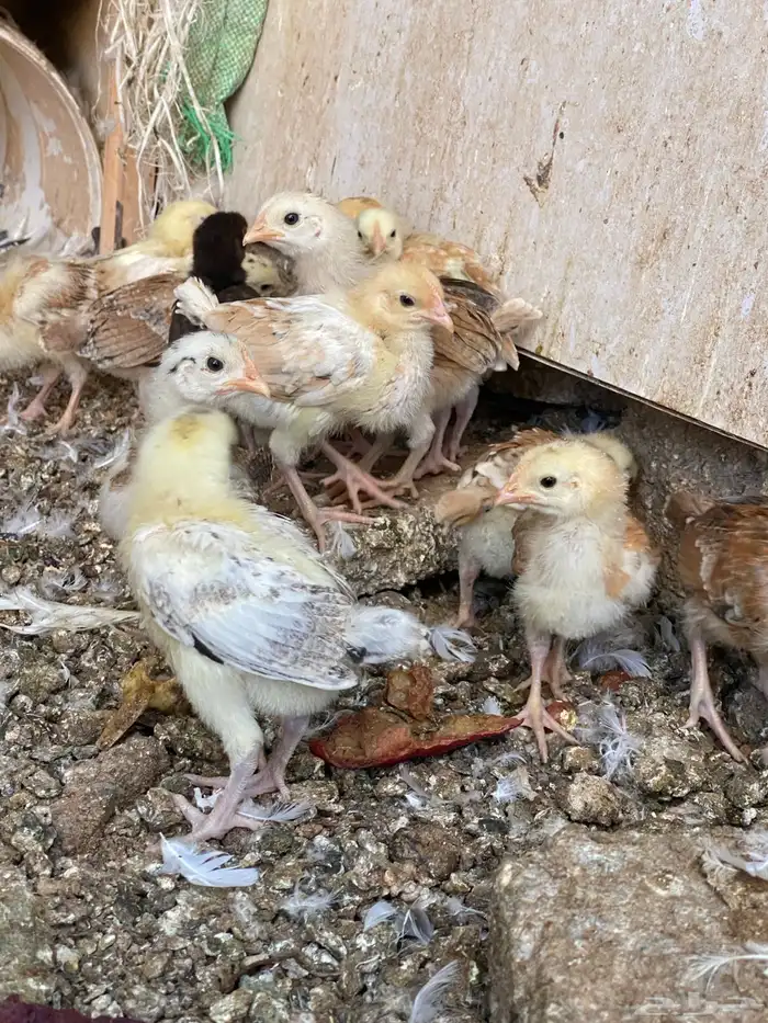 صوص دجاج بلدي 0