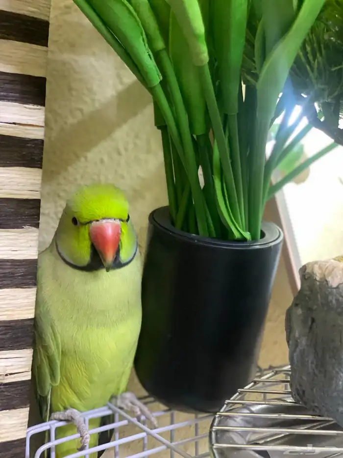 450sr selling my bird this one pure parrot no any problem 0